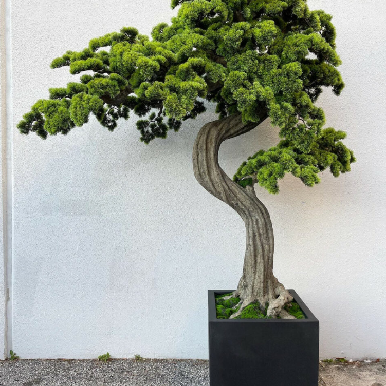 grande bonsái árbol Block