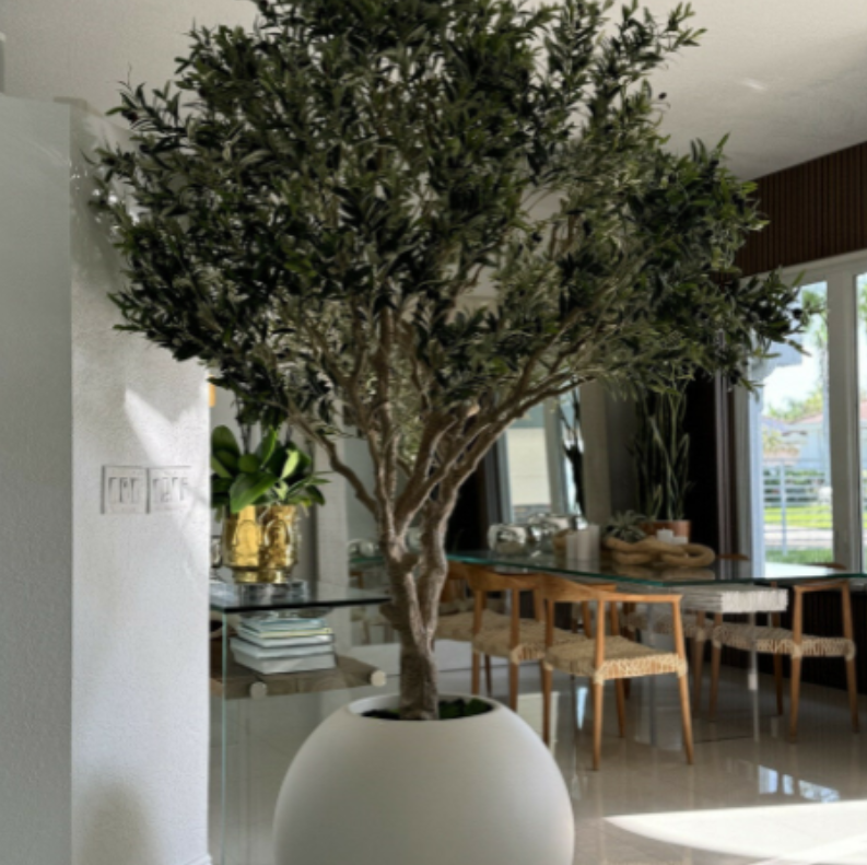 olivo árbol en mate beige maceta.