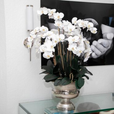 grande Titus urna con phalaenopsis orquídeas