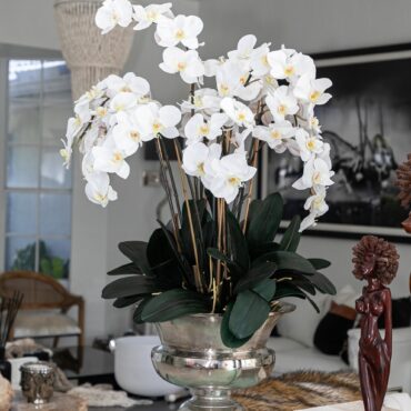 grande Titus urna con phalaenopsis orquídeas