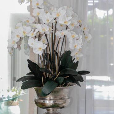 grande Titus urna con phalaenopsis orquídeas