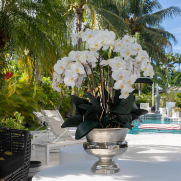 grande Titus urna con phalaenopsis orquídeas