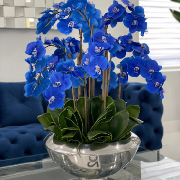 avenue cuenco con azul phalaenopsis orquídeas