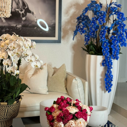 alocasia rojo Prince en un grande ben maceta con un brillante blanco finish.