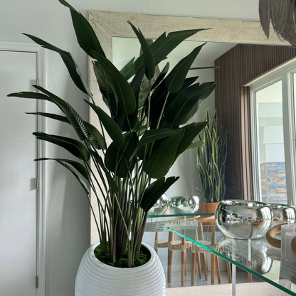 ave de paraíso en blanco espiral maceta