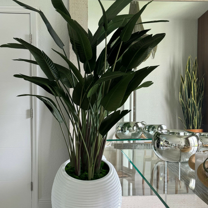 ave de paraíso en blanco espiral maceta