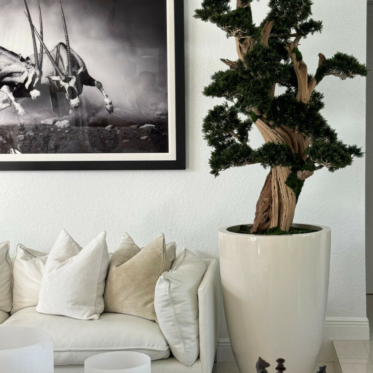 grande bonsái en brannan jardinera