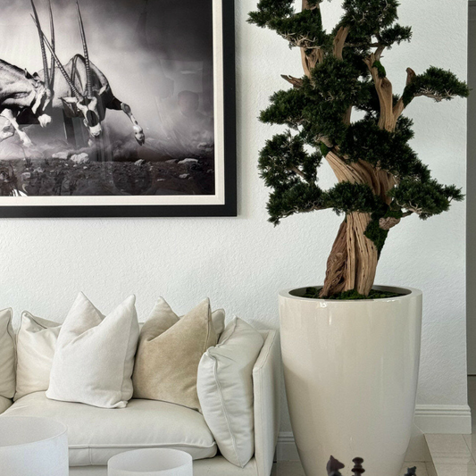 grande bonsái en brannan jardinera