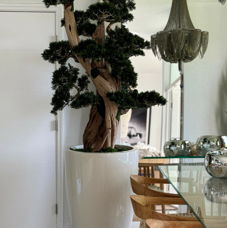 grande bonsái en brannan jardinera