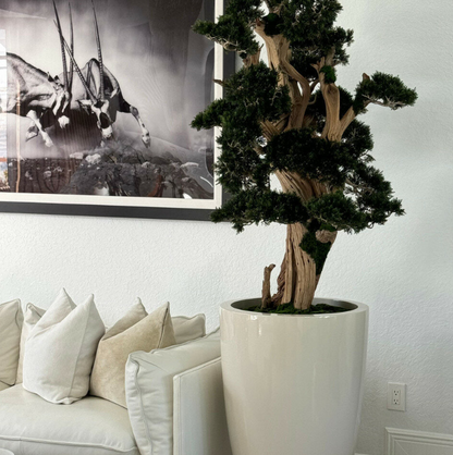 grande bonsái en brannan jardinera