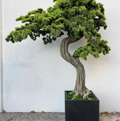 grande bonsái árbol Block