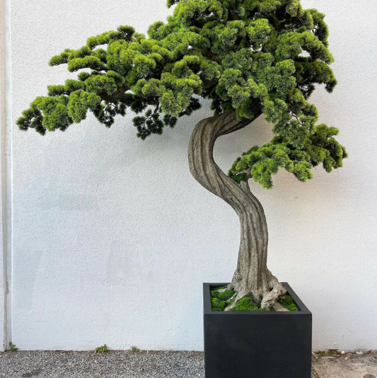 grande bonsái árbol Block