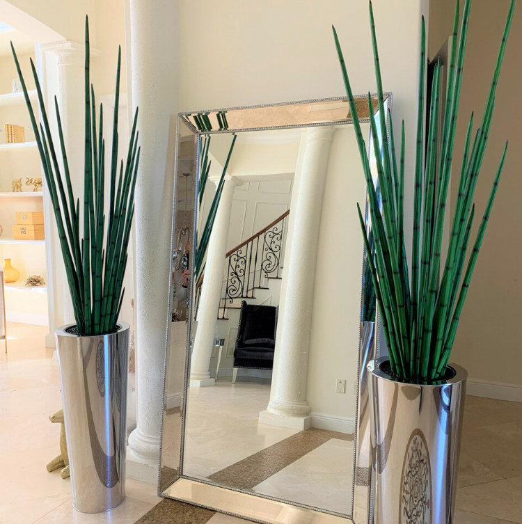 grande pulido inoxidable acero cono jarrón con grande serpiente hierba Plant.