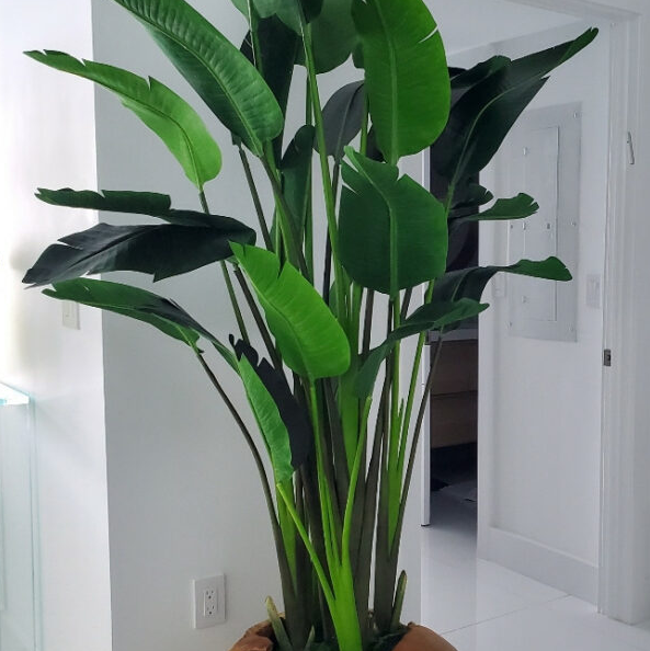 grande Ship-Shape teca jardinera con grande ave de paraíso Flower