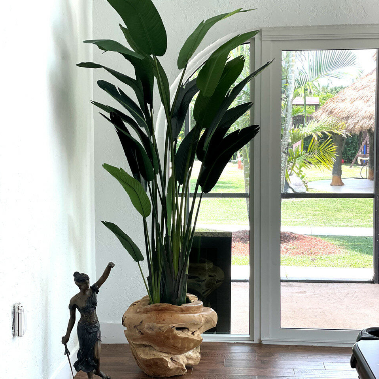 grande Ship-Shape teca jardinera con grande ave de paraíso Flower