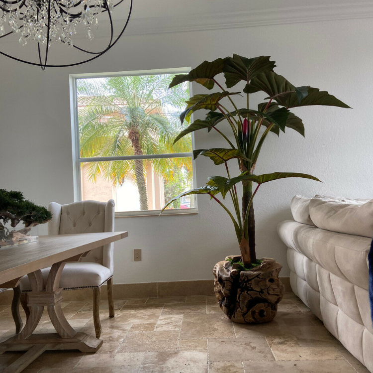 grande teca cuenco con alocasia plant.