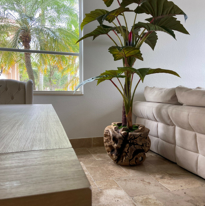 grande teca cuenco con alocasia plant.