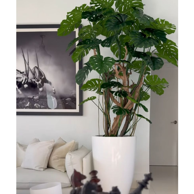monstera Plant en brillante blanco maceta
