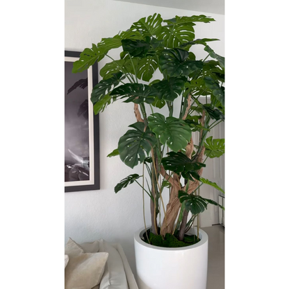 monstera Plant en brillante blanco maceta