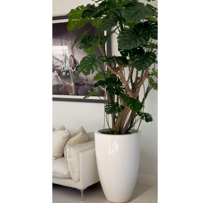 monstera Plant en brillante blanco maceta