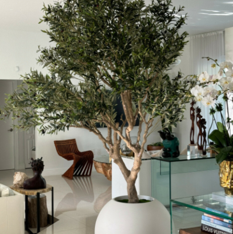 olivo árbol en mate beige maceta.