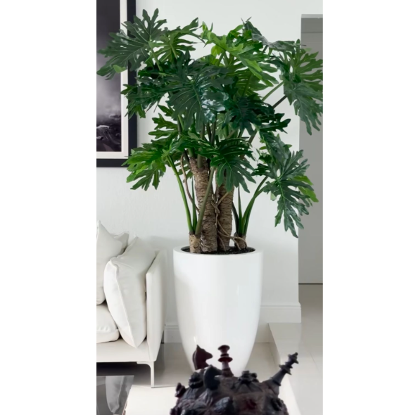 philodendron selloum plant en un brillante blanco maceta.