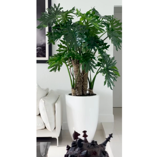 philodendron selloum plant en un brillante blanco maceta.