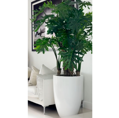 philodendron selloum plant en un brillante blanco maceta.