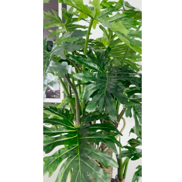 philodendron selloum plant en un brillante blanco maceta.