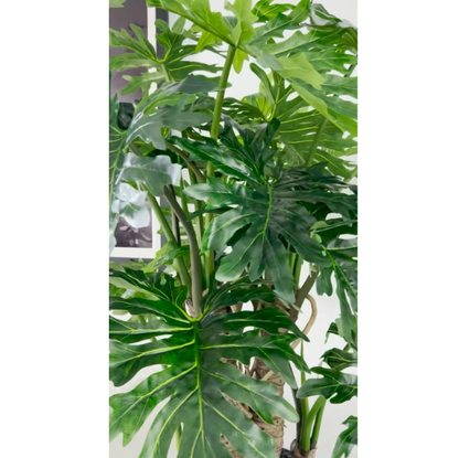 philodendron selloum plant en un brillante blanco maceta.