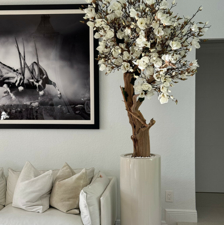 blanco magnolia árbol en brillante beige st. tropez maceta