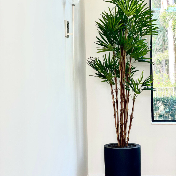 xl palmera árbol en negro maceta