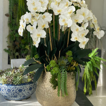 delaney dorado maceta con múltiples Stems de phalaenopsis orquídeas y Succulents