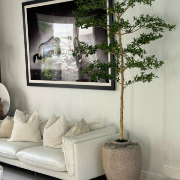 Parthenon jardinera con 7′ Shady dama árbol