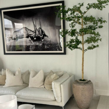 Parthenon jardinera con 7′ Shady dama árbol