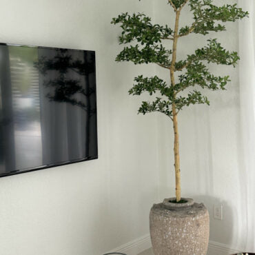 Parthenon jardinera con 7′ Shady dama árbol