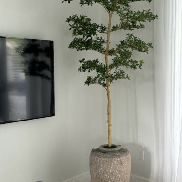 Parthenon jardinera con 7′ Shady dama árbol