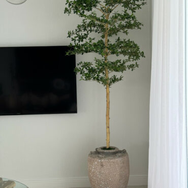 Parthenon jardinera con 7′ Shady dama árbol