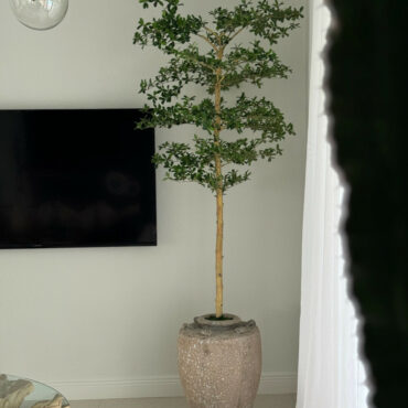 Parthenon jardinera con 7′ Shady dama árbol