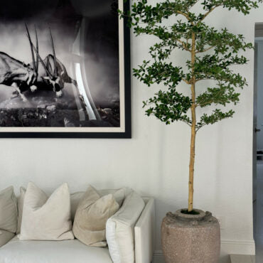 Parthenon jardinera con 7′ Shady dama árbol