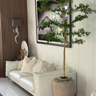 Parthenon jardinera con 7′ Shady dama árbol